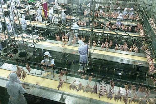 屠宰加工八萬只日產能下的以銷定產與食品加工全鏈條布局